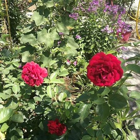 Appartamento Amelie Zara