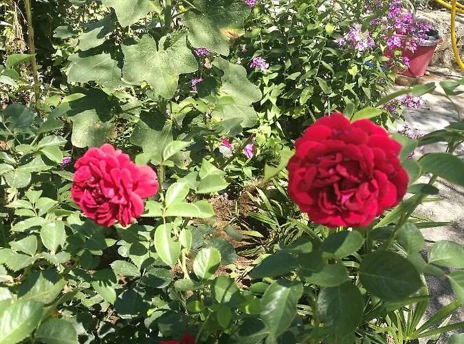 Apartmán Amelie Zadar