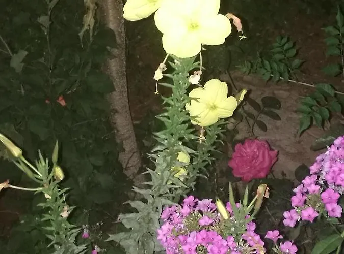 Amelie * Ζαντάρ