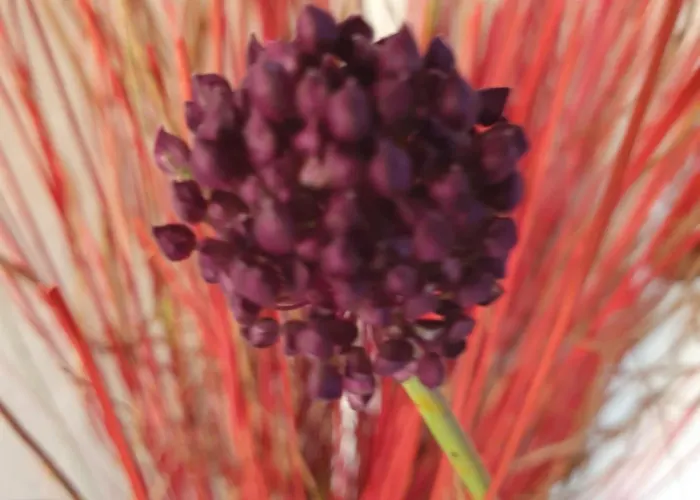 Amelie * Ζαντάρ